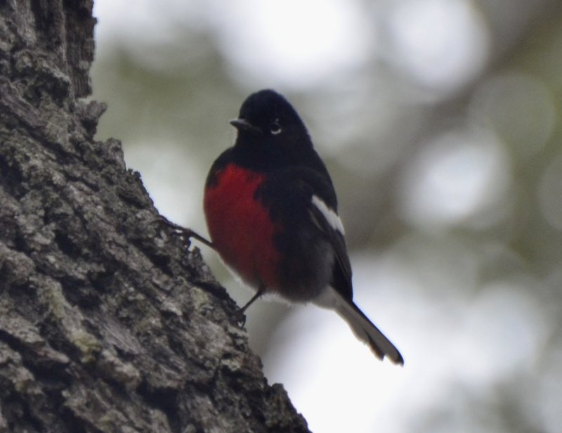 Painted Redstart