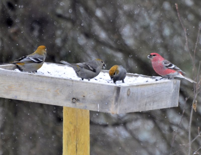 Pine Grosbeaks, Male Taiga Race and Females