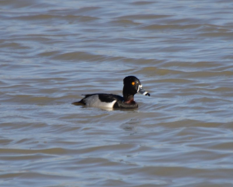 Ring-necked Duck, Drake