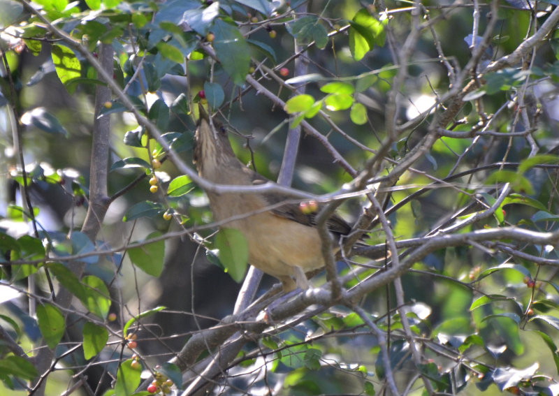 Clay-colored Thrush