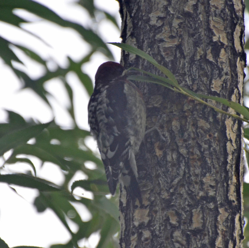 Red-breasted Sapsucker, Female