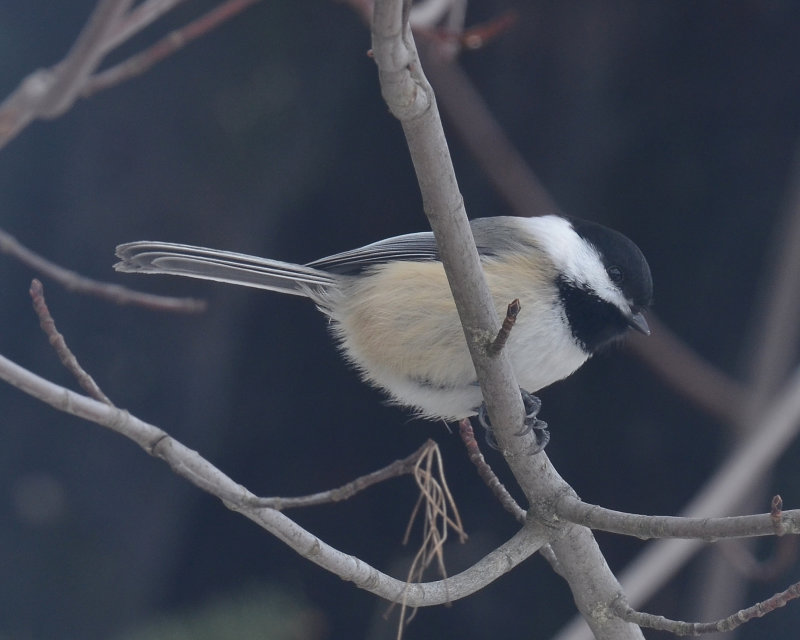 Black-capped Chickadee