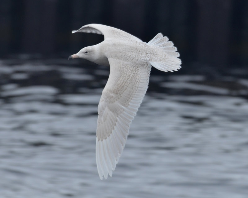 Glaucous Gull, 1st Cycle