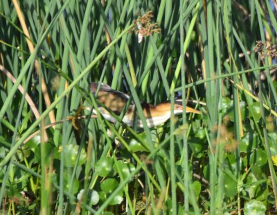 Least Bittern, Male