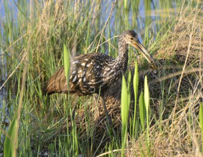 Limpkin with a Snack