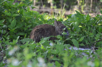 Marsh Rabbit