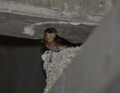 Caribbean Cave Swallow