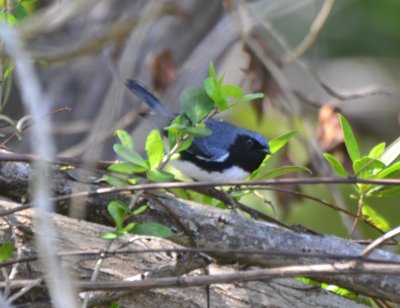 Black-throated Blue Warbler, Male