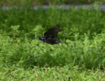 Shiny Cowbird (3), Male