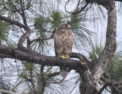 Short-tailed Hawk, Juvenile Dark Morph