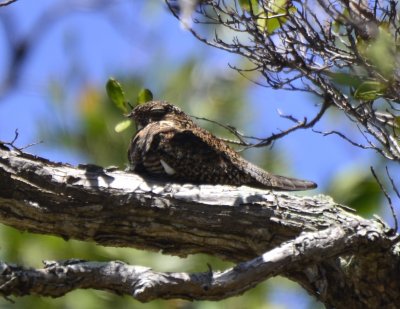 Antillean Nighthawk