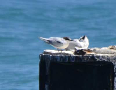 Roseate Tern, Sub-Adult