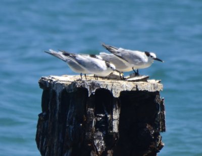 Sandwhich Terns