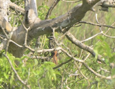 Sulphur-bellied Flycatcher