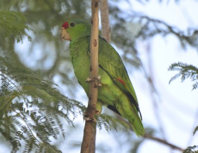 Red-crowned Parrot, 1st Year  