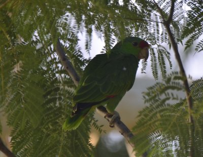 Red-crowned Parrot, 1st Year  