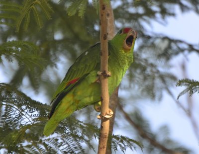 Red-crowned Parrot, 1st Year 