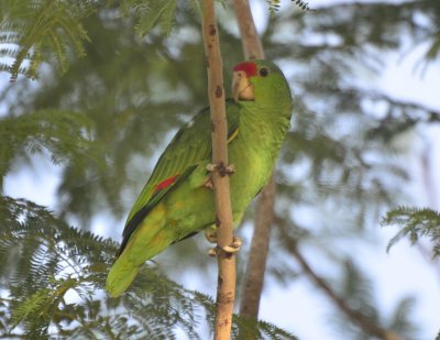 Red-crowned Parrot, 1st Year