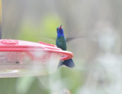 Broad-billed Hummingbird, Male