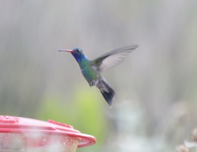 Broad-billed Hummingbird, Male