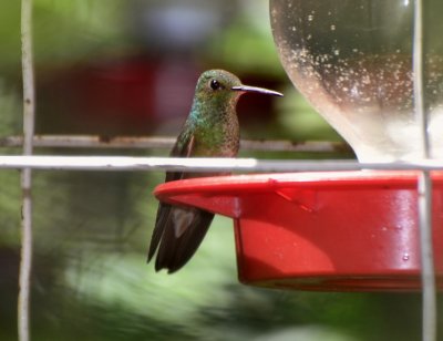 Berylline Hummingbird (3), Female