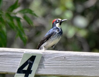 Acorn Woodpecker, Male