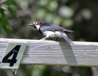 Acorn Woodpecker, Female