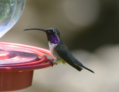 Lucifer Hummingbird, Male 