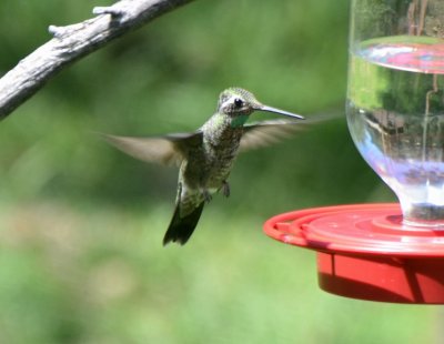 Rivolis Hummingbird, Immature Male 