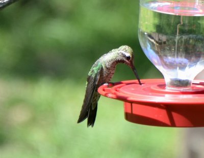 Rivoli's Hummingbird, Immature Male