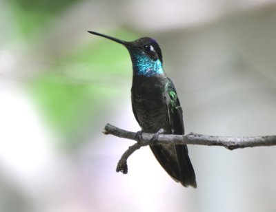 Rivolis Hummingbird, Male 