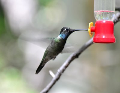 Rivoli's Hummingbird, Male