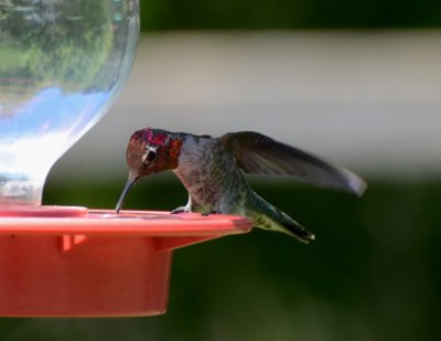 Anna's Hummingbird, Male 