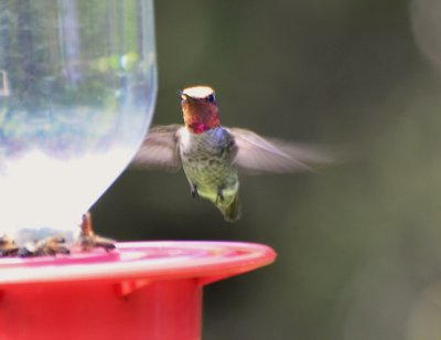 Anna's Hummingbird, Male 
