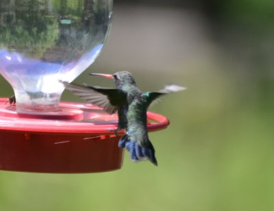 Broad-billed Hummingbird Male 