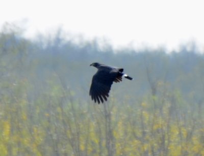 Dark Morph Hook-billed Kite, Male