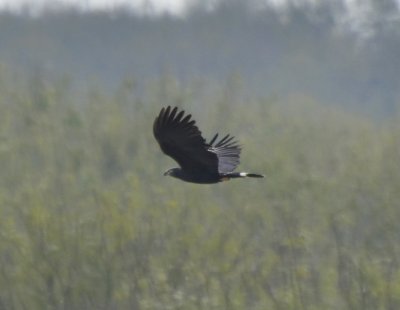 Hook-billed Kite (3), Dark Morph Male