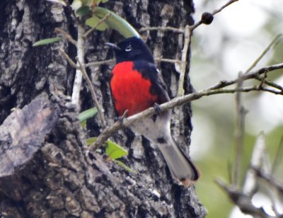 Painted Redstart