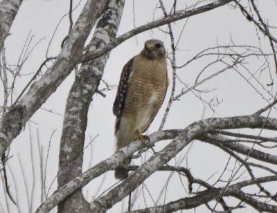 Red-shouldered Hawk