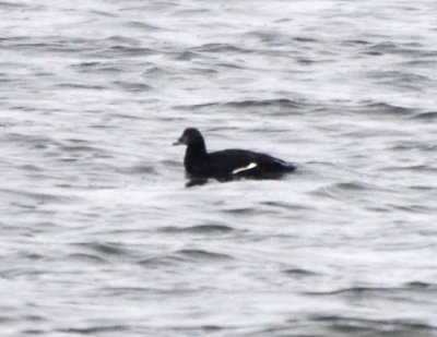 White-winged Scoter, Male