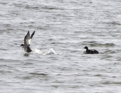 White-winged Scoters, 1st Winter & Male