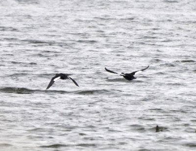 White-winged Scoters, Male & 1st Winter