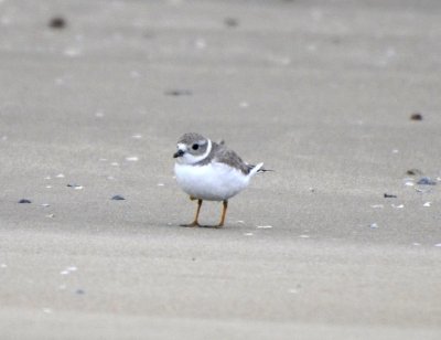 Piping Plover, Basic Plumage