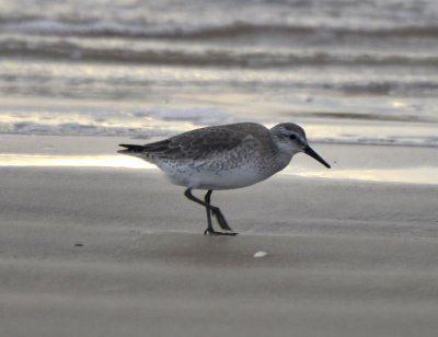 Red Knot, Basic Plumage