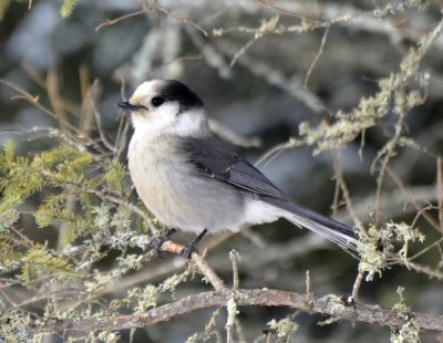 Taiga Gray Jay