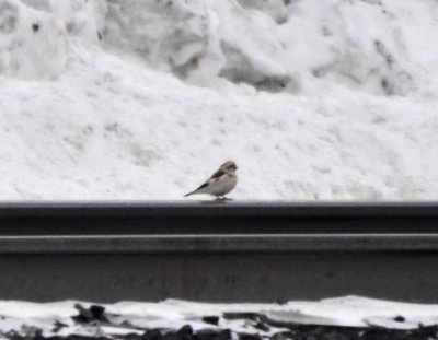 Snow Bunting