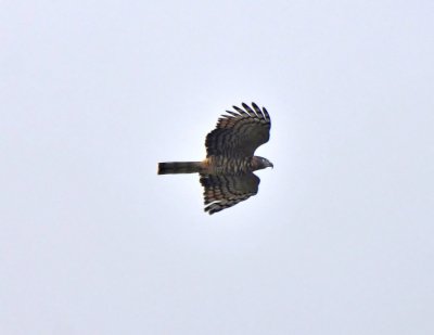 Hook-billed Kite (3), Female