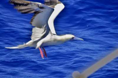 White Morph Red-footed Booby