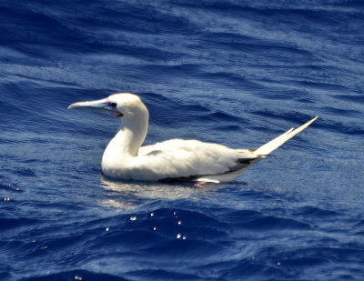White Morph Red-footed Booby