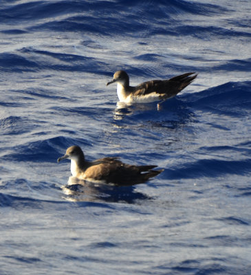 Light Morph Wedge-tailed Shearwaters